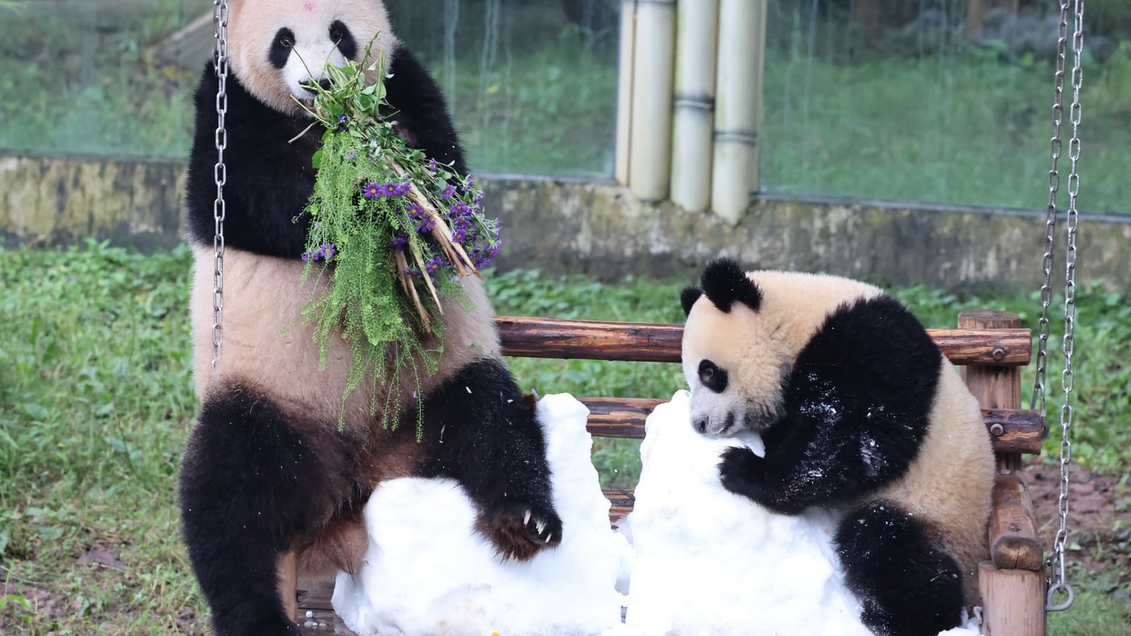 Atlanta zoo to get pandas as Xi revives strategy at U.S. summit
