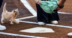 Rescue Cat Named ChipPurr Jones ‘Throws’ 1st Pitch, Unites Baseball Fans Everywhere With His Cuteness